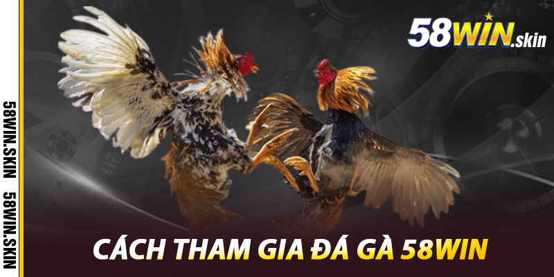 Đá Gà 58win – Điểm Đến Hàng Đầu Cho Các Chiến Kê 2 Cách tham gia đá gà 58win